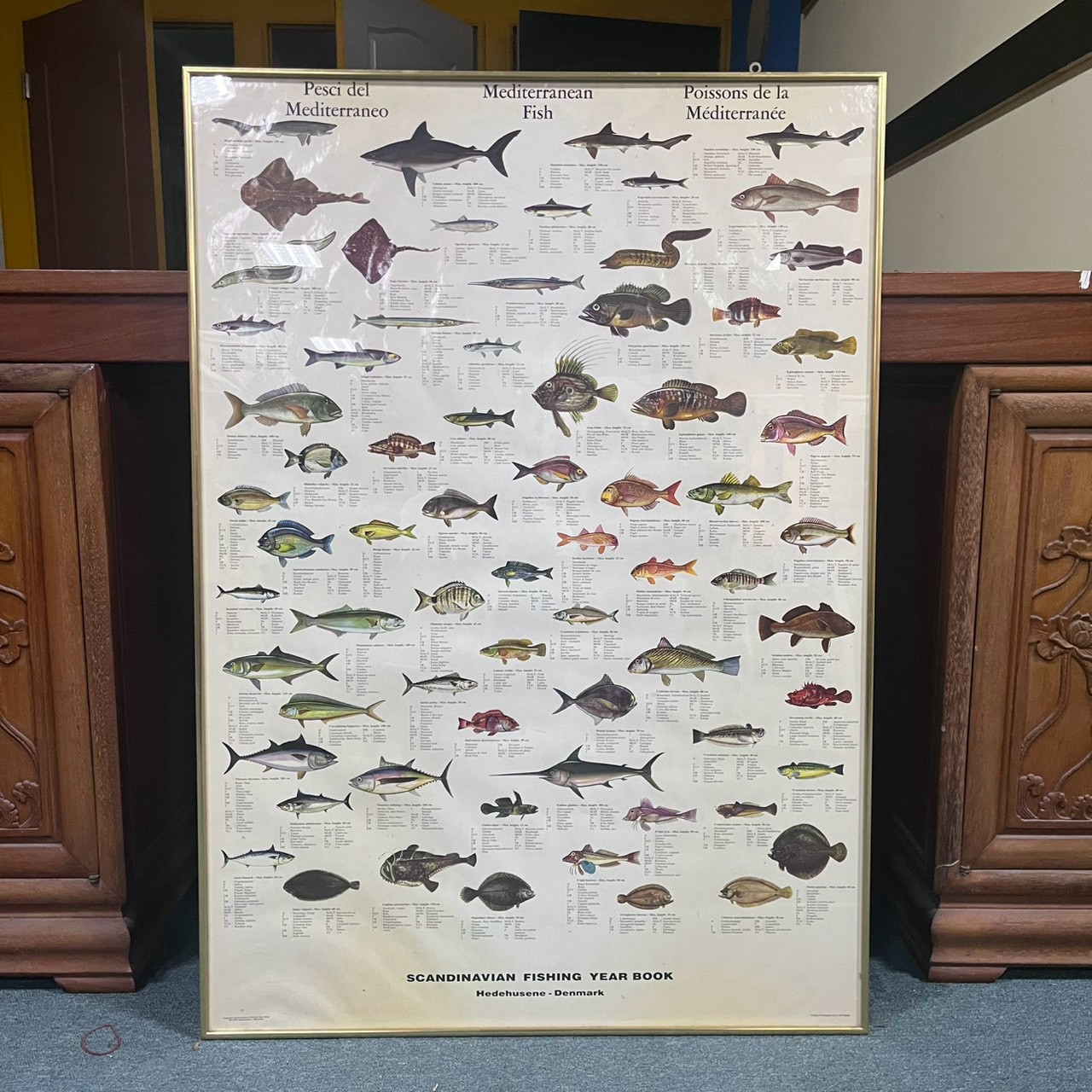 Mediterranean Sea fish poster 地中海魚類海報